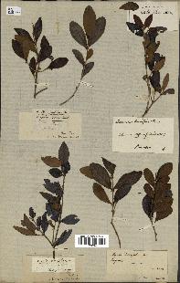 spécimen de Eugenia buxifolia