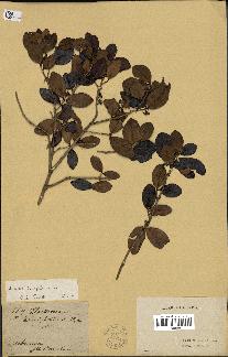 spécimen de Eugenia buxifolia