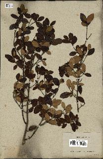 spécimen de Eugenia buxifolia