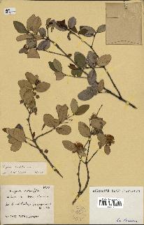 spécimen de Eugenia buxifolia