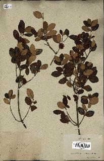 spécimen de Eugenia buxifolia