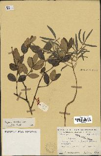 spécimen de Eugenia buxifolia