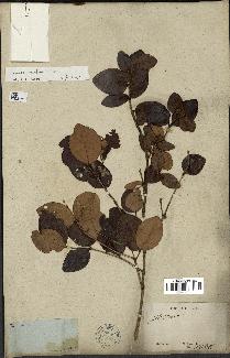 spécimen de Eugenia buxifolia