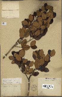 spécimen de Eugenia buxifolia