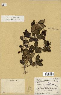 spécimen de Eugenia buxifolia