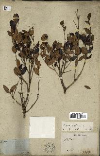 spécimen de Eugenia buxifolia