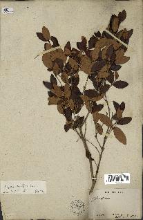 spécimen de Eugenia buxifolia