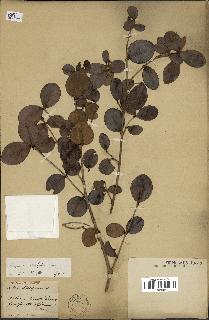 spécimen de Eugenia buxifolia