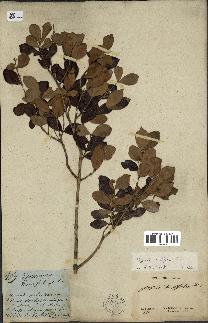 spécimen de Eugenia buxifolia