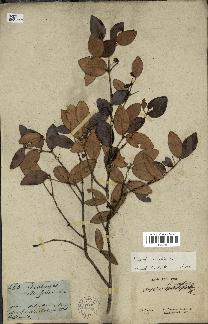 spécimen de Eugenia buxifolia