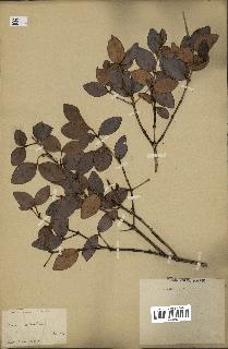 spécimen de Eugenia buxifolia