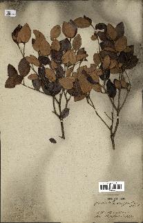 spécimen de Eugenia buxifolia