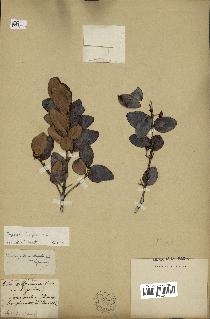 spécimen de Eugenia buxifolia