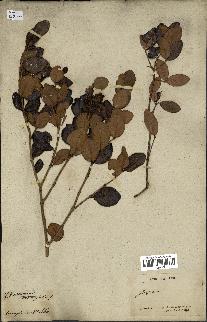 spécimen de Eugenia buxifolia