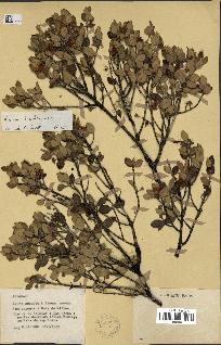 spécimen de Eugenia buxifolia