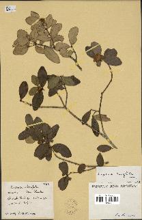 spécimen de Eugenia buxifolia