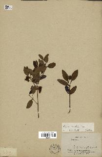 spécimen de Eugenia buxifolia