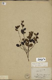 spécimen de Eugenia buxifolia