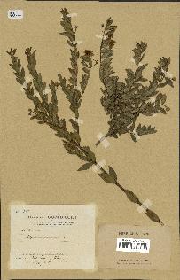 spécimen de Myrtus communis