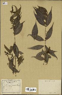 spécimen de Myrcia splendens