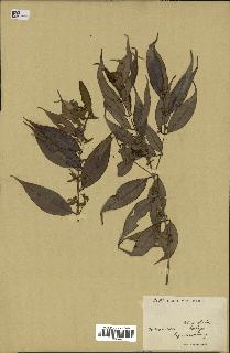 spécimen de Myrcia splendens