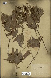 spécimen de Myrcia splendens