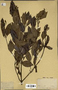 spécimen de Myrcia splendens