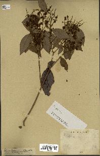 spécimen de Myrcia splendens
