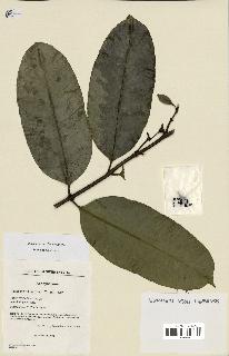 spécimen de Picralima nitida