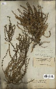 spécimen de Salsola longifolia