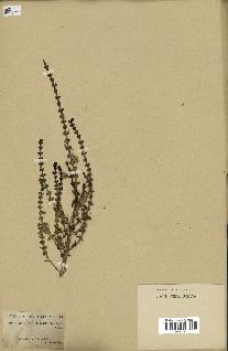 spécimen de Salsola longifolia