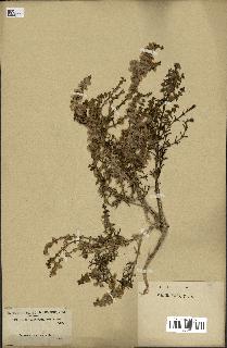 spécimen de Salsola longifolia