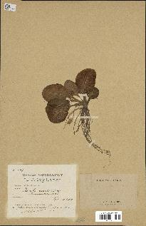 spécimen de Primula acaulis