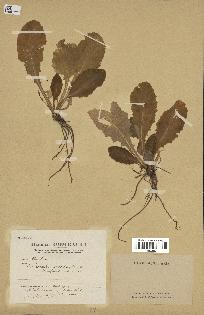 spécimen de Primula acaulis