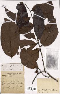 spécimen de Diospyros hermaphroditica