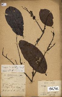 spécimen de Diospyros hermaphroditica