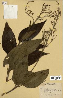 spécimen de Oxyspora paniculata