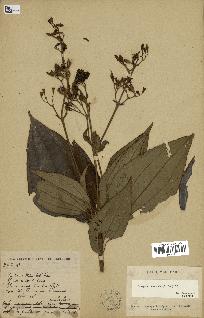 spécimen de Oxyspora paniculata