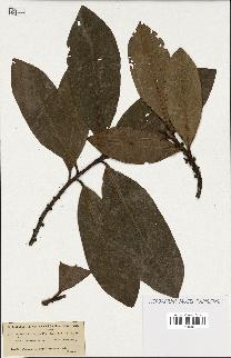 spécimen de Pleiomeris canariensis