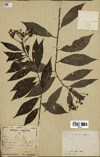 spécimen de Ardisia sp.