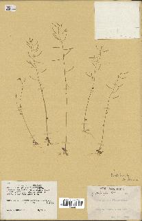 spécimen de Arabidopsis thaliana