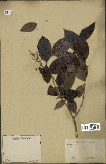 spécimen de Myrcia splendens
