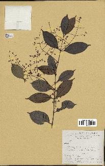 spécimen de Eugenia sp.