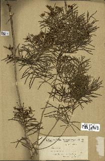 spécimen de Eugenia sp.