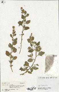 spécimen de Atriplex sp.