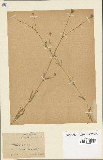 spécimen de Silene laeta