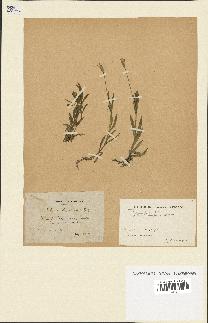 spécimen de Silene laeta