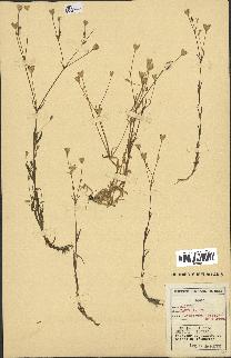 spécimen de Silene laeta