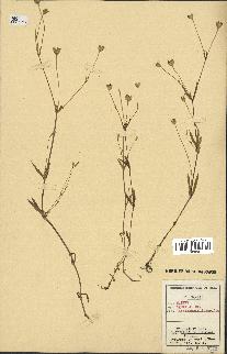spécimen de Silene laeta
