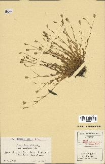 spécimen de Silene laeta